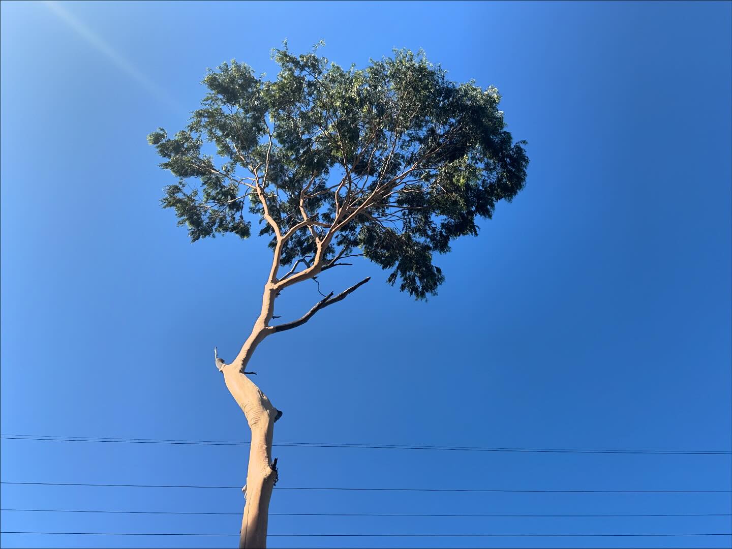 Photo Post ~ Griffith Park, Los Angeles