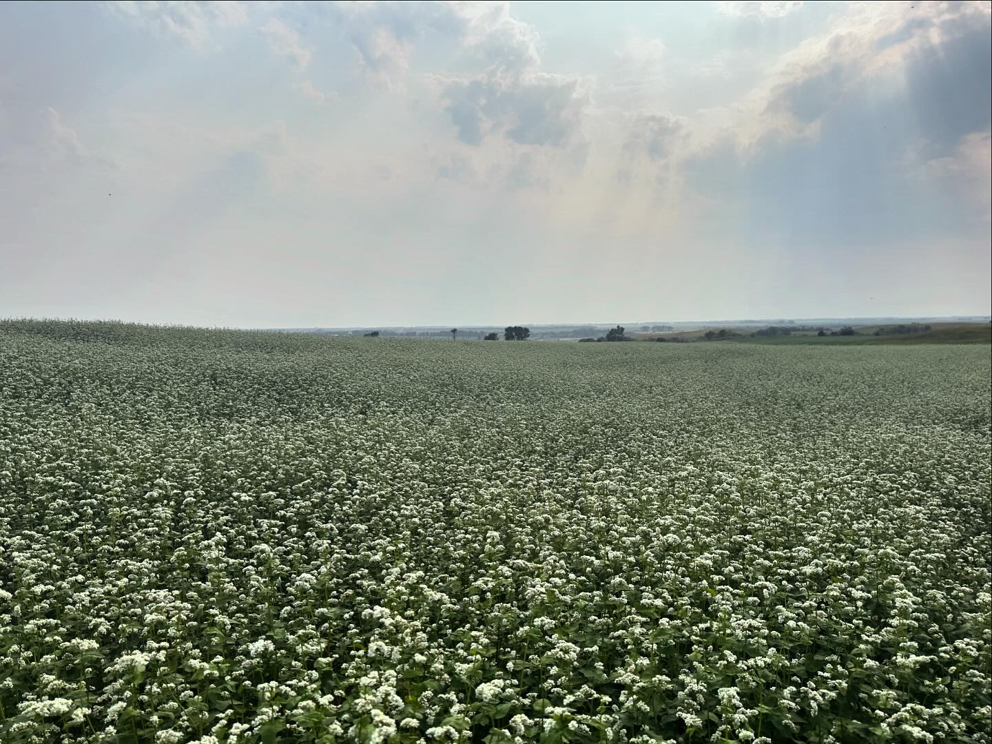 Photo Post ~ Buckwheat field near Luverne, North Dakota