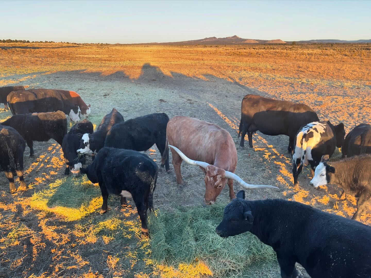 Photo Post ~ Roth Ranch, Christmas Valley, OR